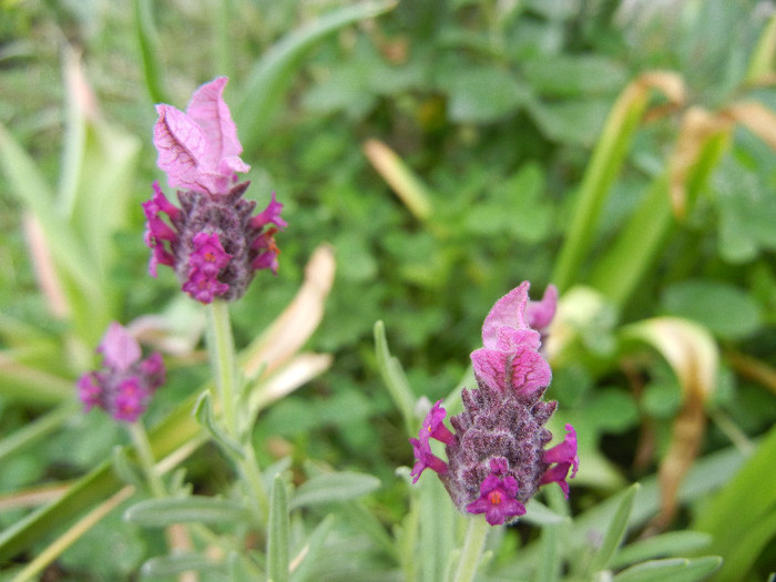 Lavender Alexandra (2012, May 18)