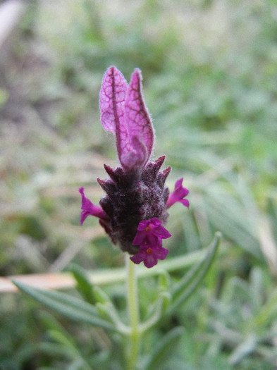 Lavender Alexandra (2012, May 18)