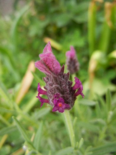 Lavender Alexandra (2012, May 18) - Lavender Alexandra