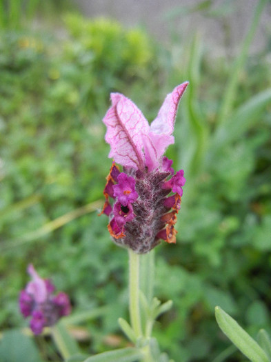 Lavender Alexandra (2012, May 21) - Lavender Alexandra