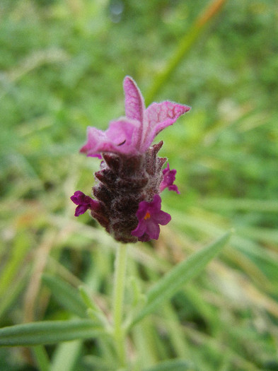 Lavender Alexandra (2012, May 21) - Lavender Alexandra