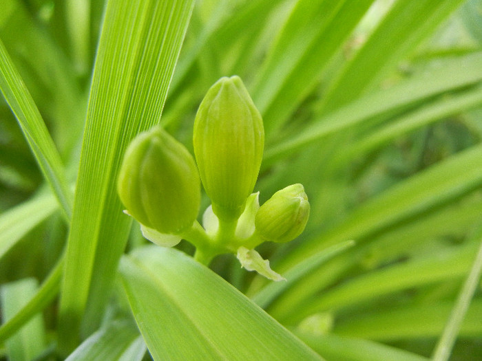 Hemerocallis_Daylily bud (2012, May 18)