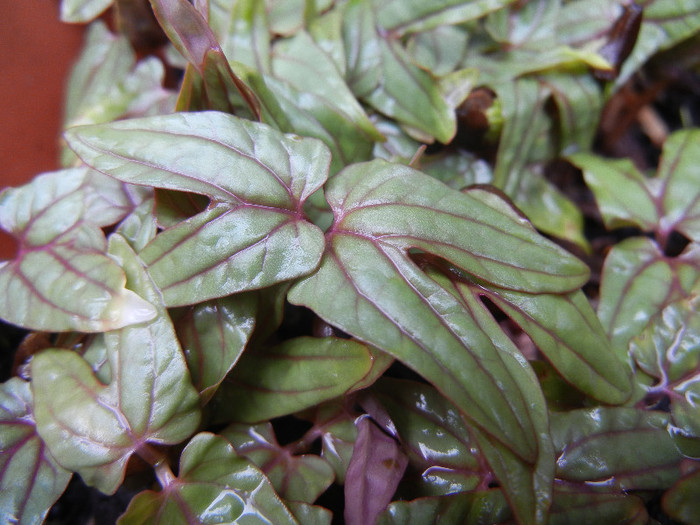 Morning Glory leaves (2012, May 19)