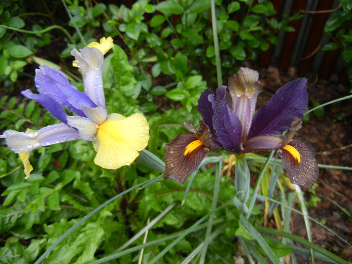 Iris duo (2012, May 19) - 05 Garden in May