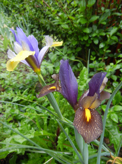 Iris duo (2012, May 19)