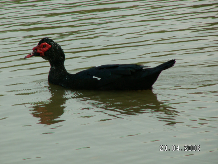 PICT0990 - animale