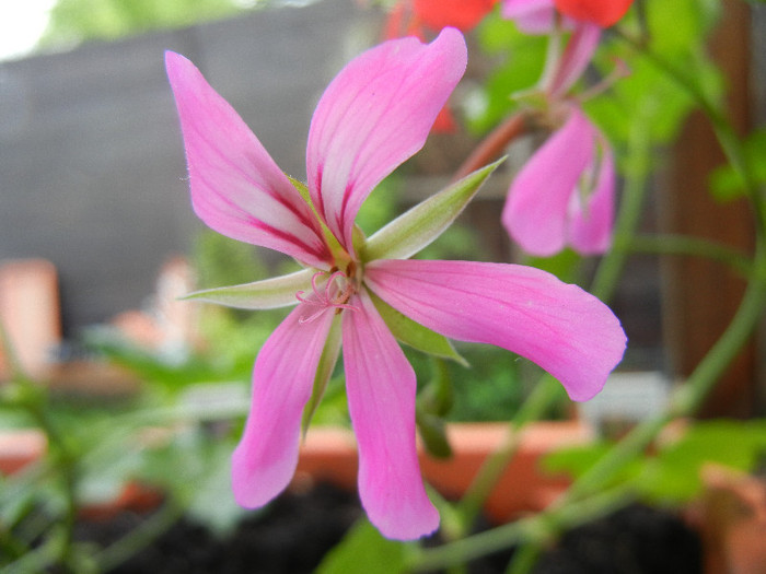 Mini Cascade Pink (2012, May 30) - Ivy-geranium Mini Cascade Pink