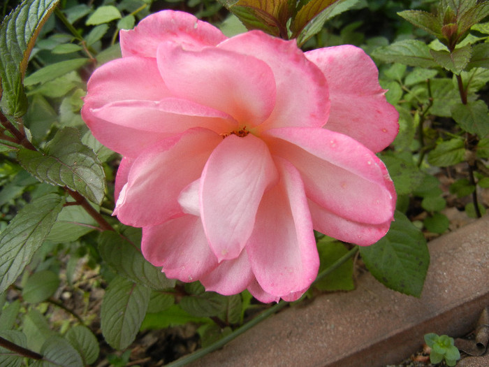 Pink Miniature Rose (2012, May 30) - Miniature Rose Pink