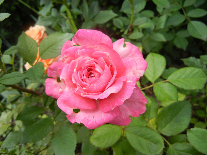 Pink Miniature Rose (2012, May 30) - Miniature Rose Pink