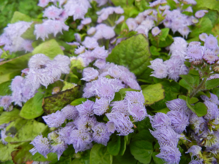 Ageratum houstonianum (2012, May 27) - AGERATUM Houstonianum