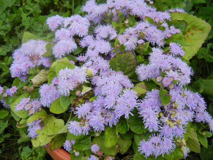 Ageratum houstonianum (2012, May 30)