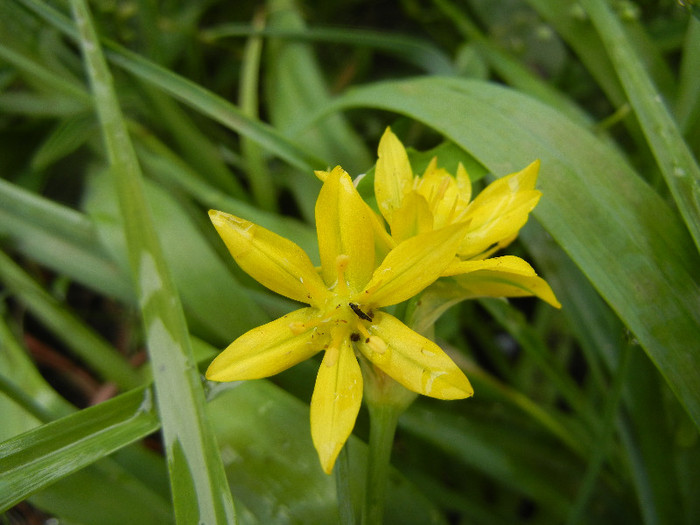 Golden Garlic_Lily Leek (2012, May 27) - Allium moly