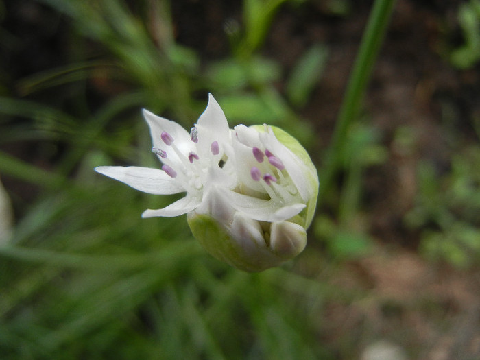 Allium amplectens (2012, May 29) - Allium amplectens