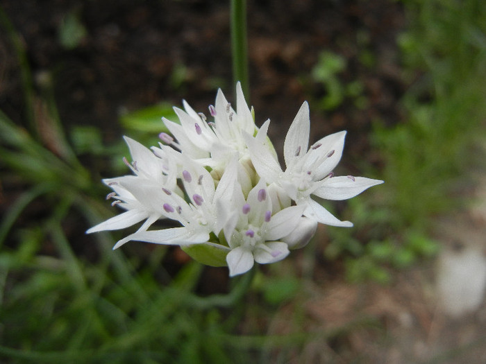 Allium amplectens (2012, May 30) - Allium amplectens