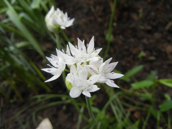 Allium amplectens (2012, May 30) - Allium amplectens