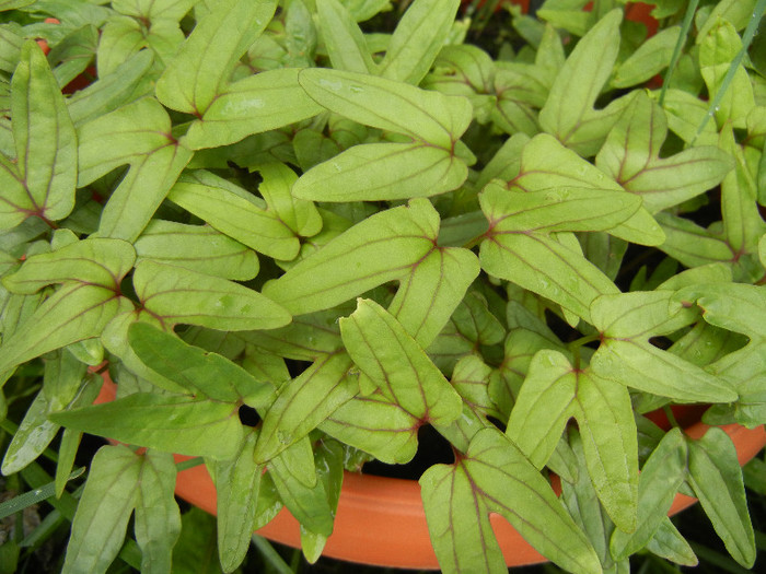 Morning Glory leaves (2012, May 25)