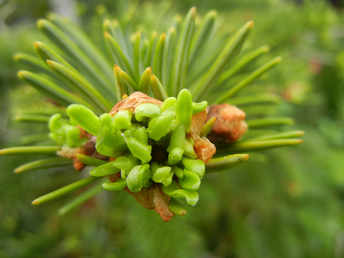 Abies nordmanniana (2012, May 25) - Abies nordmanniana