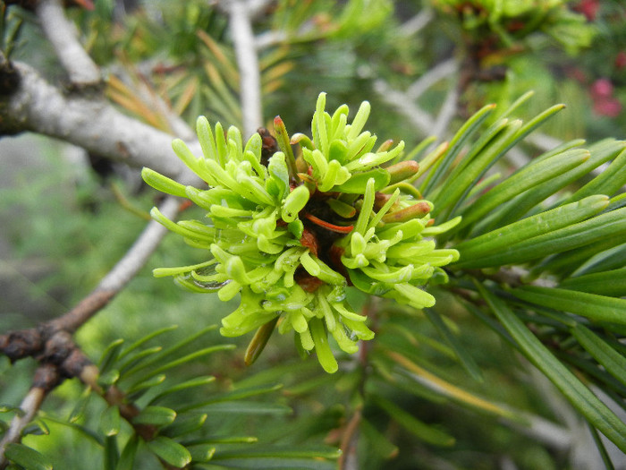 Abies nordmanniana (2012, May 25) - Abies nordmanniana