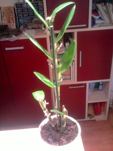 operatia reusita....