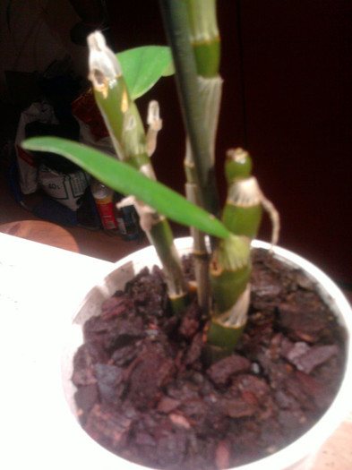 ...pacientul e viu...