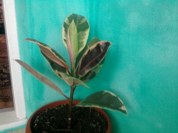 Ficus variegat