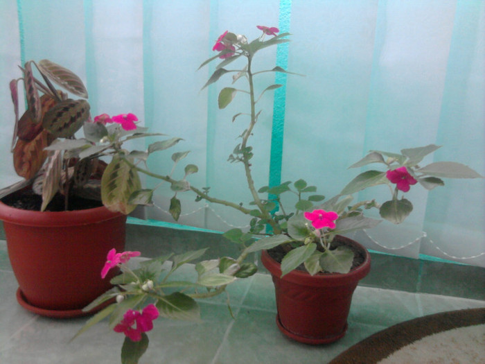 sporul casei - florile mele