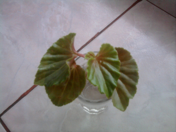 ghetisoara - florile mele