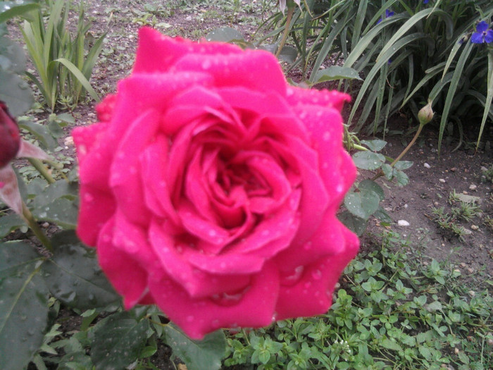 trandafir roz
