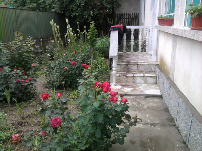 gradina cu flori - florile mele