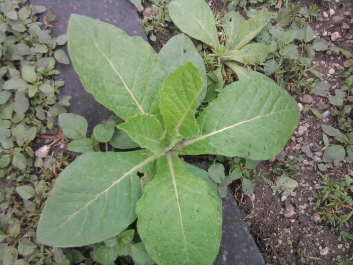 regina noptii - florile mele