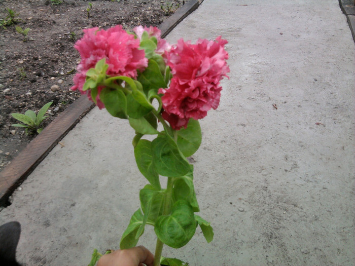 petunie de curte - florile mele