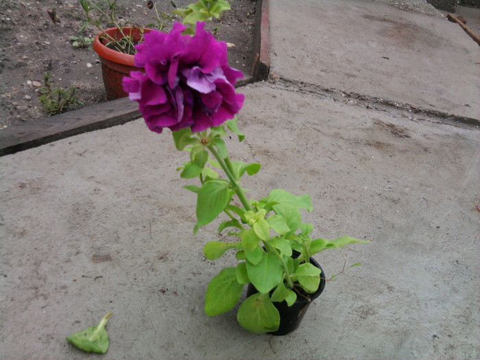 petunie de curte - florile mele