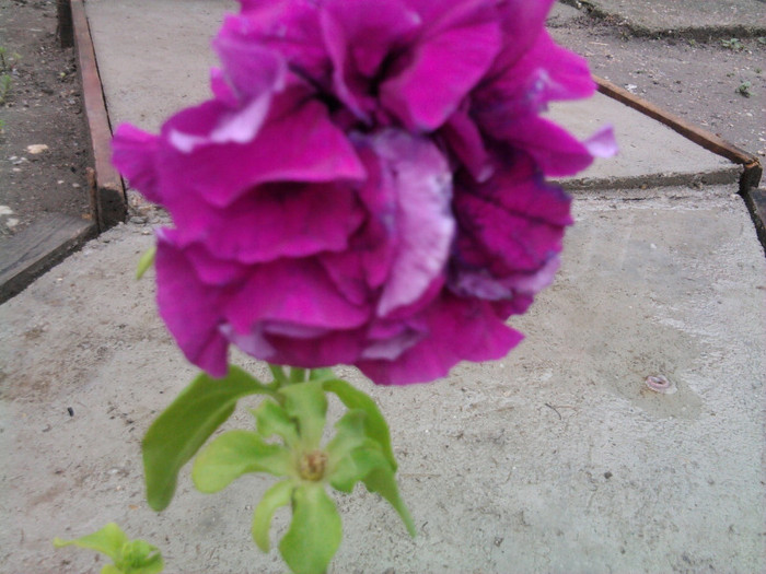 petunie de curte - florile mele