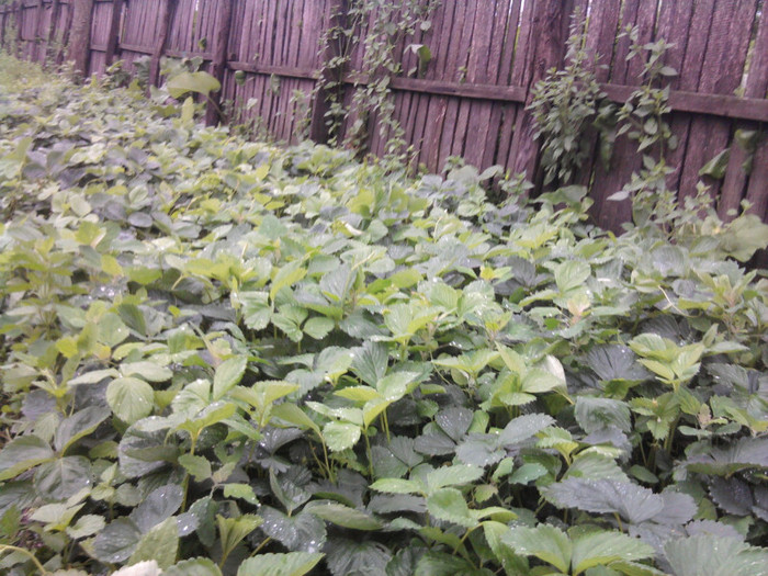 capsunici - florile mele