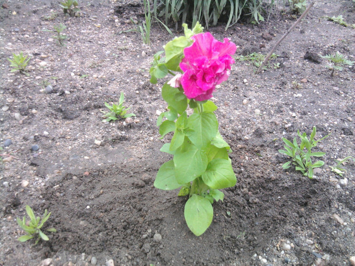 petunie de curte - florile mele