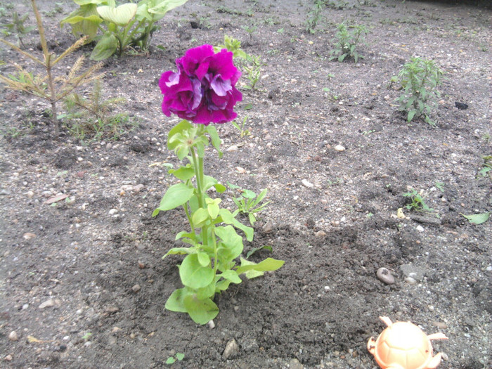 petunie de curte - florile mele