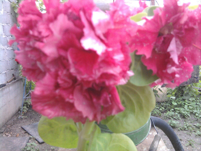 petunie de curte - florile mele