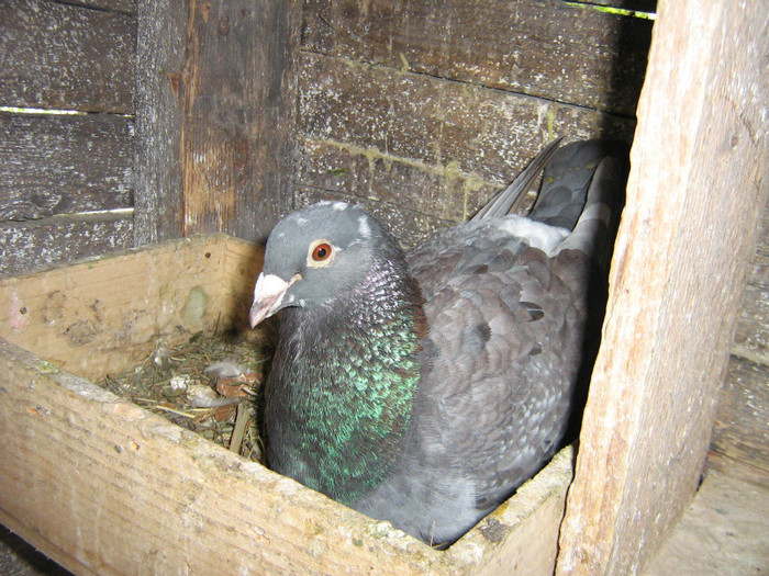 mascul - achizitii porumbei 2012