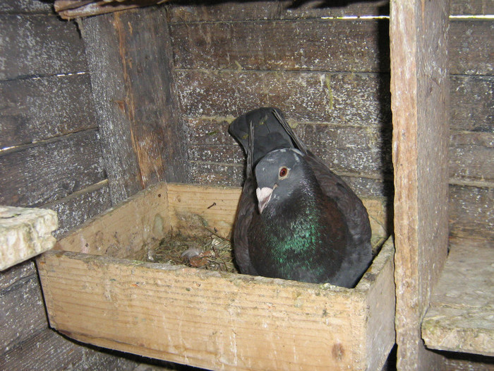 poze 058 - achizitii porumbei 2012
