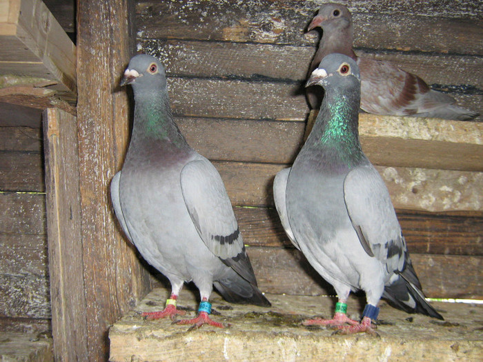 pereche - achizitii porumbei 2012