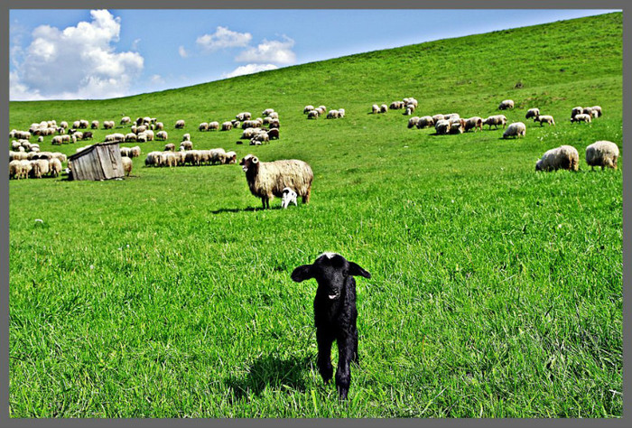 389263_223398427776572_170406076_n