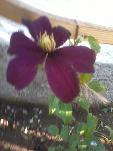 2012-05-30 18.16.27 - Clematite