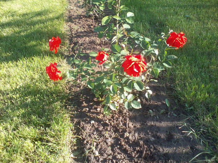 2012-05-30 18.17.54 - Trandafiri