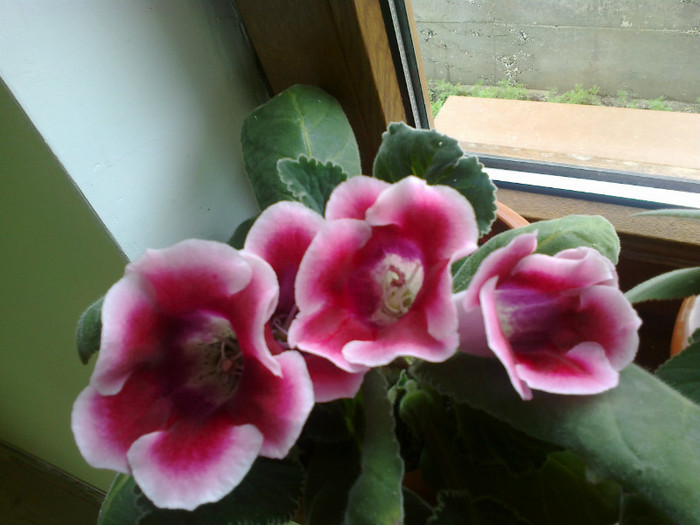 gloxinia roz cu margine alba - flori d e interior