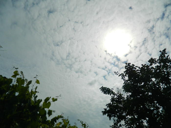 DSCN6605