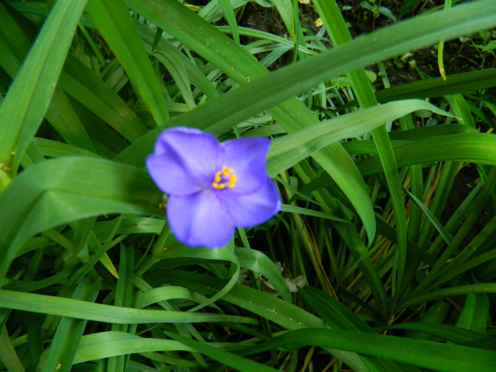 DSCN6664 - 2 Mai 2012