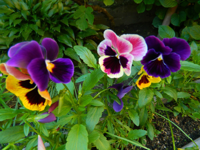 DSCN6712 - 2 Mai 2012