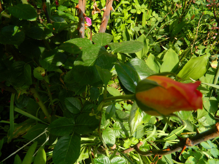 DSCN6763 - 2 Mai 2012