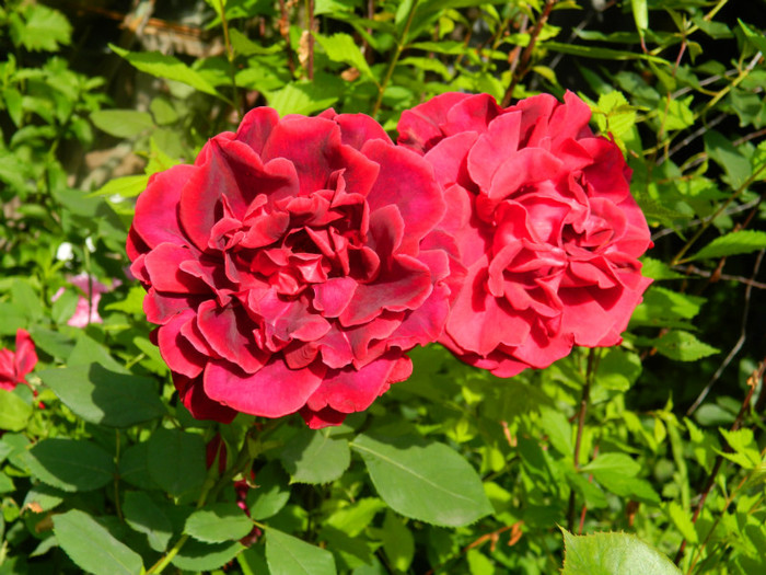 DSCN6766