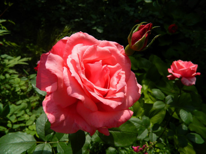 DSCN6768